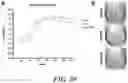 Fig. 31 - METHODS AND COMPOSITIONS FOR RECOMBINANT DENGUE VIRUSES FOR VACCINE AND DIAGNOSTIC DEVELOPMENT