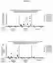 Fig. 12 - Viral antigens