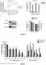 Fig. 06 - Lentiviral vector-based Japanese encephalitis immunogenic composition