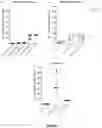 Fig. 08 - Lentiviral vector-based Japanese encephalitis immunogenic composition