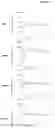 Fig. 07 - Dengue vaccine unit dose and administration thereof