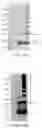 Fig. 13 - Treatment of insect bite hypersensitivity