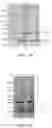 Fig. 14 - Treatment of insect bite hypersensitivity
