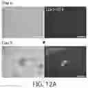 Fig. 22 - TRIGGERABLE HYDROGEL COMPOSITIONS AND RELATED METHODS