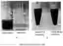 Fig. 11 - Method for preparing stabilized metal ion ligand nanocomplex and compositions thereof