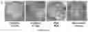 Fig. 27 - Method for preparing stabilized metal ion ligand nanocomplex and compositions thereof