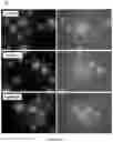 Fig. 28 - Method for preparing stabilized metal ion ligand nanocomplex and compositions thereof