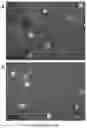 Fig. 37 - Method for preparing stabilized metal ion ligand nanocomplex and compositions thereof