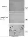 Fig. 40 - Method for preparing stabilized metal ion ligand nanocomplex and compositions thereof