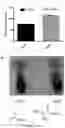 Fig. 43 - Method for preparing stabilized metal ion ligand nanocomplex and compositions thereof