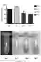 Fig. 44 - Method for preparing stabilized metal ion ligand nanocomplex and compositions thereof