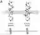 Fig. 01 - Peptide-oligourea hybrid compounds