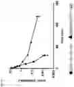 Fig. 05 - Peptide-oligourea hybrid compounds