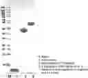 Fig. 01 - LONG-ACTING CONJUGATE OF A PHYSIOLOGICALLY ACTIVE MATERIAL AND USE THEREOF