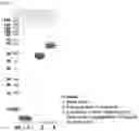 Fig. 02 - LONG-ACTING CONJUGATE OF A PHYSIOLOGICALLY ACTIVE MATERIAL AND USE THEREOF