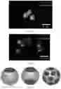 Fig. 03 - Artificial antigen-presenting cells and methods for producing and using the same