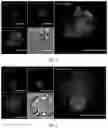 Fig. 08 - Artificial antigen-presenting cells and methods for producing and using the same
