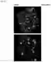 Fig. 08 - Biodegradable biomimetic particles