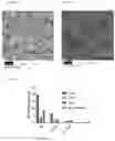 Fig. 11 - Biodegradable biomimetic particles