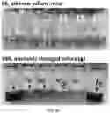 Fig. 06 - Particles comprising bilirubin derivative and metal