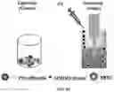 Fig. 08 - Particles comprising bilirubin derivative and metal