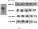 Fig. 13 - Particles comprising bilirubin derivative and metal