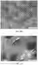 Fig. 07 - Post-3D printing functionalization of polymer scaffolds for enhanced bioactivity