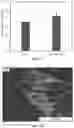 Fig. 09 - Post-3D printing functionalization of polymer scaffolds for enhanced bioactivity