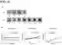 Fig. 05 - HYDROGEL USING, AS SUBSTRATE, HYALURONIC ACID DERIVATIVE MODIFIED WITH GALLOL GROUP AND USE THEREOF
