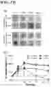 Fig. 10 - HYDROGEL USING, AS SUBSTRATE, HYALURONIC ACID DERIVATIVE MODIFIED WITH GALLOL GROUP AND USE THEREOF
