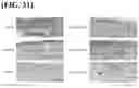 Fig. 25 - HYDROGEL USING, AS SUBSTRATE, HYALURONIC ACID DERIVATIVE MODIFIED WITH GALLOL GROUP AND USE THEREOF