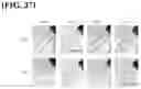 Fig. 28 - HYDROGEL USING, AS SUBSTRATE, HYALURONIC ACID DERIVATIVE MODIFIED WITH GALLOL GROUP AND USE THEREOF