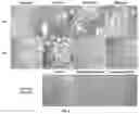 Fig. 10 - Biodegradable ureteral stents, methods and uses thereof