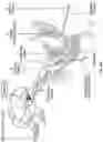 Fig. 08 - System and Method For Electrical Stimulation of Anorectal Structures To Treat Urinary Dysfunction
