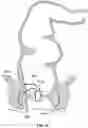 Fig. 23 - System and Method For Electrical Stimulation of Anorectal Structures To Treat Urinary Dysfunction