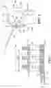 Fig. 03 - Cuff electrode