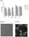 Fig. 11 - Mxene sorbent for removal of small molecules from dialysate