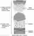 Fig. 01 - Metal single-atom catalyst and method for preparing the same
