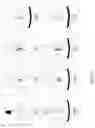Fig. 06 - Immunodetection Method
