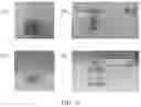 Fig. 17 - Immunodetection Method