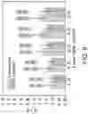 Fig. 16 - Method and system for optofluidic stretching of biological cells and soft particles