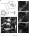 Fig. 24 - Dielectrophoretic tweezer