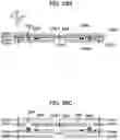 Fig. 41 - Hinged laminated body, layout sheet for hinged laminated body, and manufacturing method for hinged laminated body