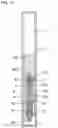 Fig. 12 - Applicator with gas-liquid exchanging section and occluding body