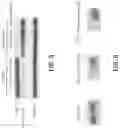 Fig. 06 - QUINOXALINYL-PIPERAZINAMIDE METHODS OF USE