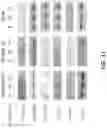 Fig. 11 - QUINOXALINYL-PIPERAZINAMIDE METHODS OF USE