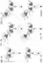 Fig. 02 - Bispecific T cell activating antigen binding molecules