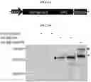Fig. 02 - Compositions and methods for transient delivery of nucleases