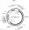 Fig. 05 - Compositions and methods for transient delivery of nucleases