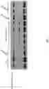 Fig. 09 - Compositions and methods for transient delivery of nucleases